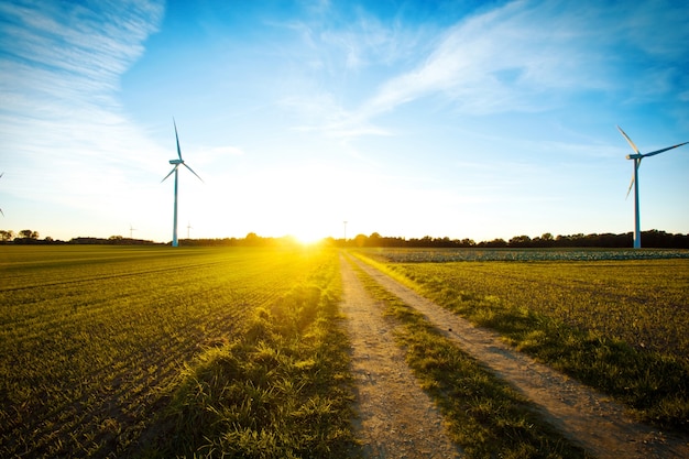 Windmills on the field at sunset.