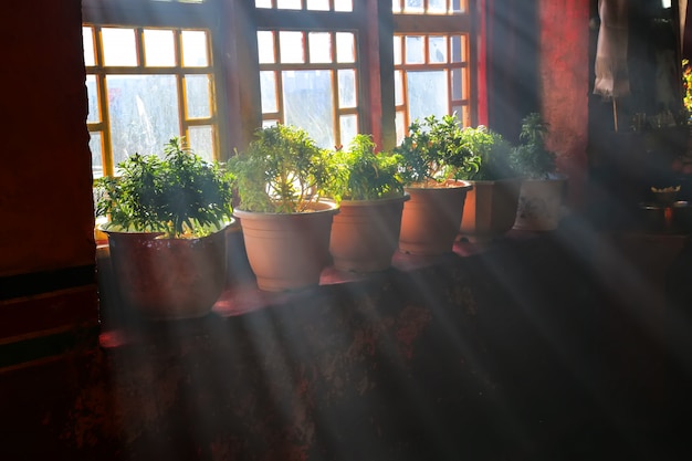 Window with flowerpots