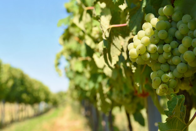 Free photo the wine in the vineyard. wine region of south moravia czech republic.