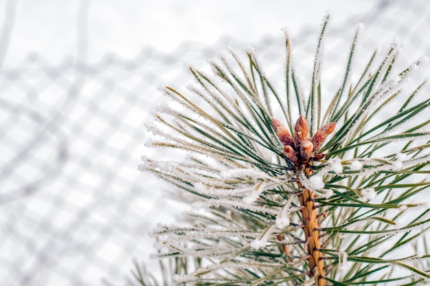 Free photo winter background with conifer branches and snowflakes.  winter background. christmas decoration. cold weather. winter landscape. frosted pine branch with copy space