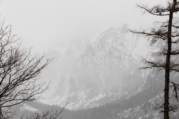 Winter forest and mountains