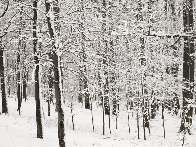 Winter in forest