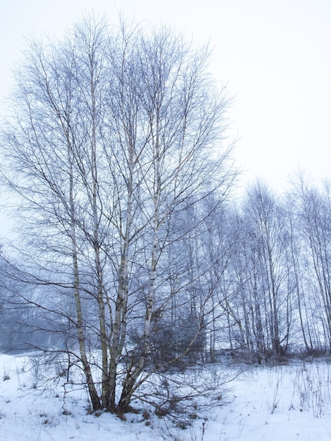 Free photo winter in forest