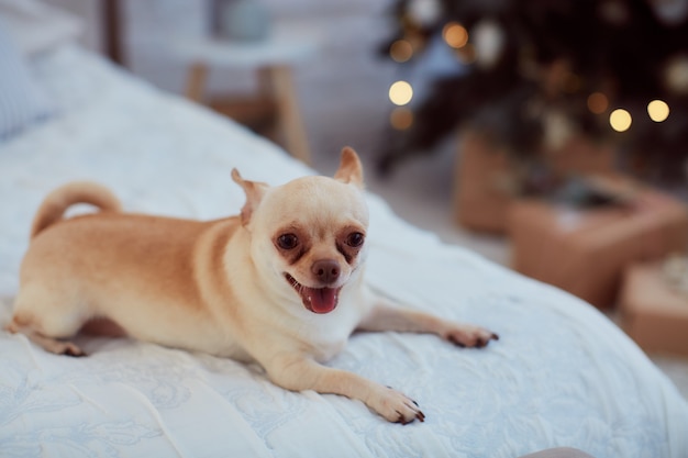 Free photo winter holidays decorations. warm colors. funny little dog chihuahua sits