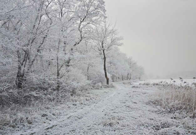 Winter landscape in the city park