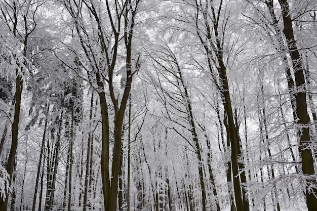 Free photo winter landscape - frosty trees in the forest. nature covered with snow. beautiful seasonal natural