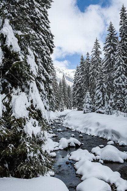 Winter landscape on sunny day on a background of mountains pine forest and snow