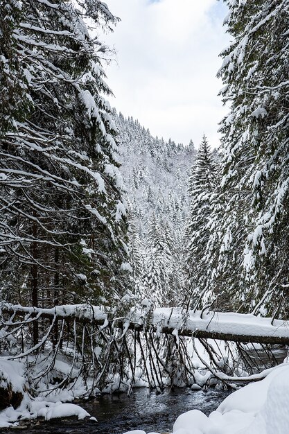 Winter landscape on sunny day on a background of mountains pine forest and snow