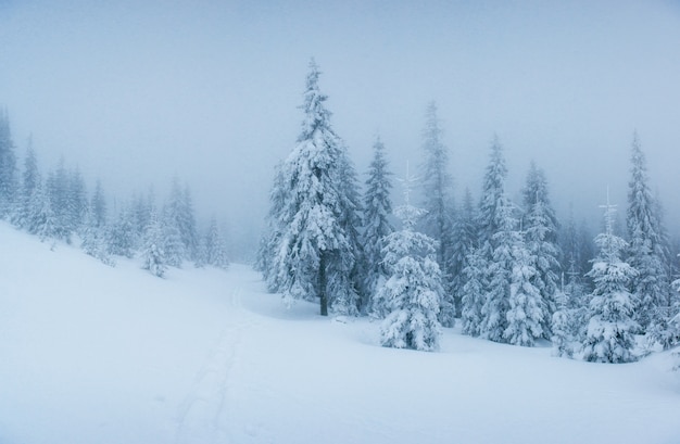 Free photo winter landscape trees in frost and fog.