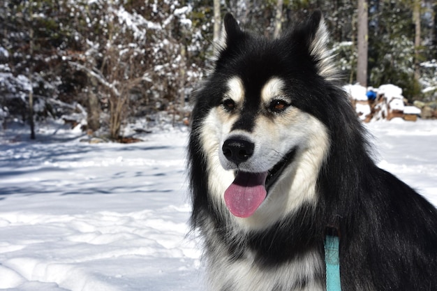 Free Photo winter landscape with a husky dog playing in the snow.