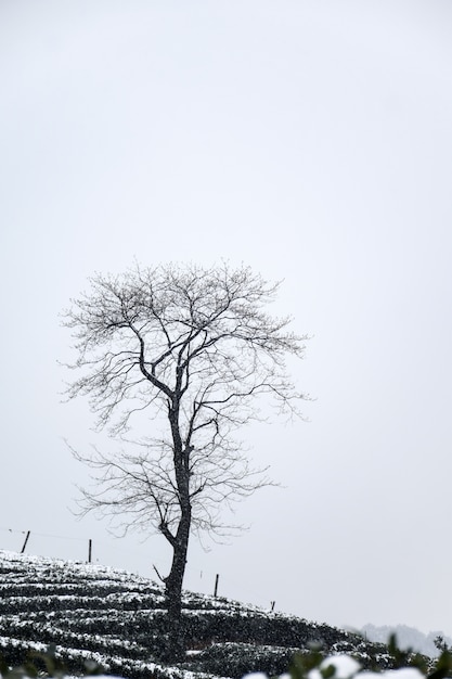 Free Photo winter landscape with leafless tree