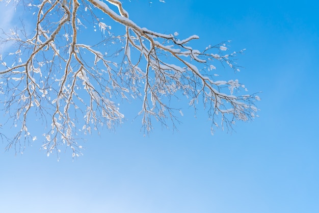 Winter trees covered with snow