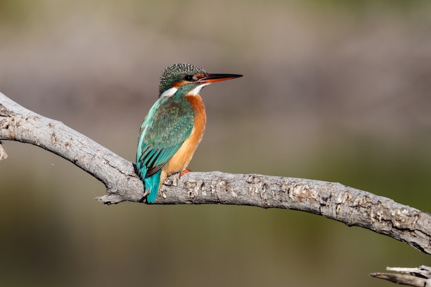 Wintering female Common kingfisher Alcedo atthis