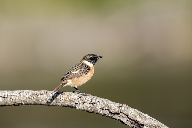 Free photo wintering male european stonechat saxicola rubicola