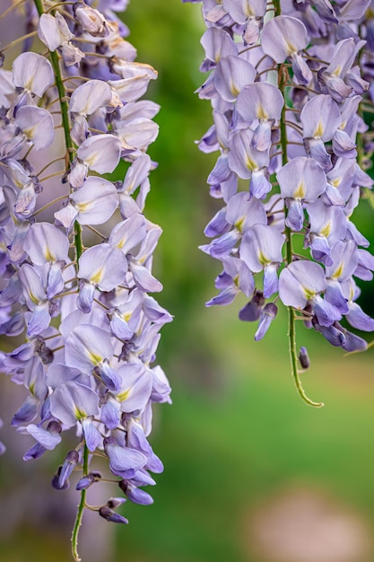 Free photo wisteria tree blooming close up natural background