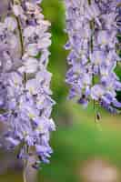 Free photo wisteria tree blooming close up natural background