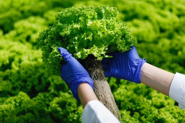 Free photo woman in blue gloves holds green salad in her arms