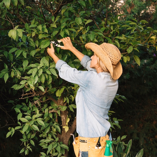 Woman cutting leaves from tree