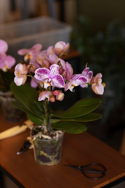 Woman decorating her house with orchids