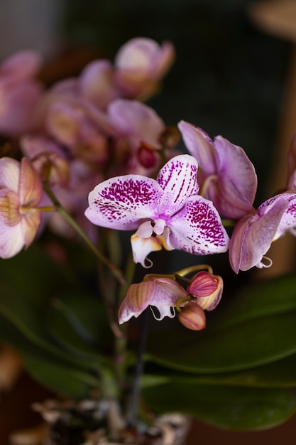 Woman decorating her house with orchids