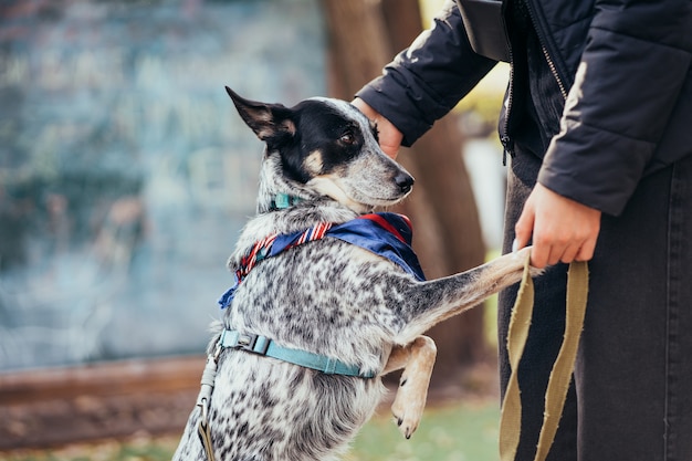 Woman and dog going for a walk in the autumn park.