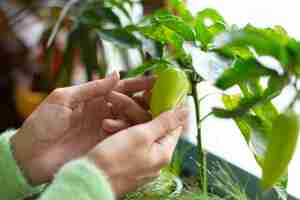 Free photo woman gardener at home holding green pepper growing plant