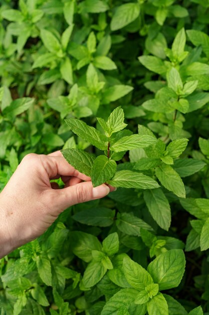 Woman hand close up touching fresh organic mint in the garden.