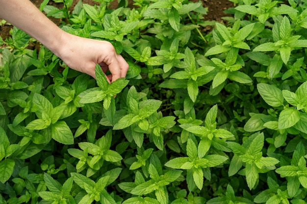 Free photo woman hand touching fresh organic mint in the garden.