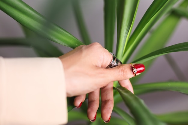 Free Photo woman hand with red manicure and two rings on fingers, on beautiful green palm leaf tropical. gray wall behind.