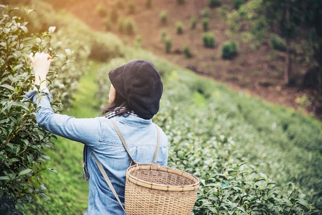 Woman harvest / pick fresh green tea leaves at high land tea field in Chiang Mai Thailand 