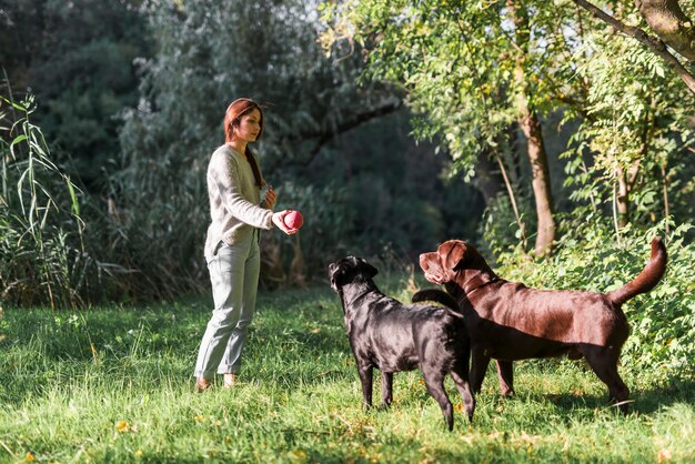 Woman and her two labradors playing with ball in grass at park