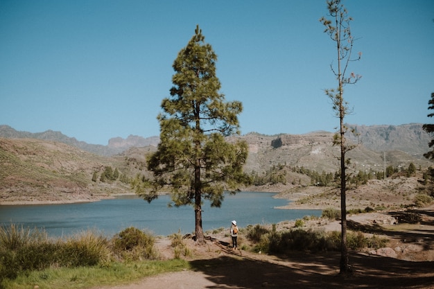 Free photo woman hiker beside a pine tree overlooking a beautiful lake on a sunny day