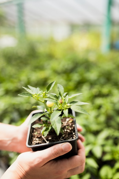 Woman holding flowerpot in greenhouse