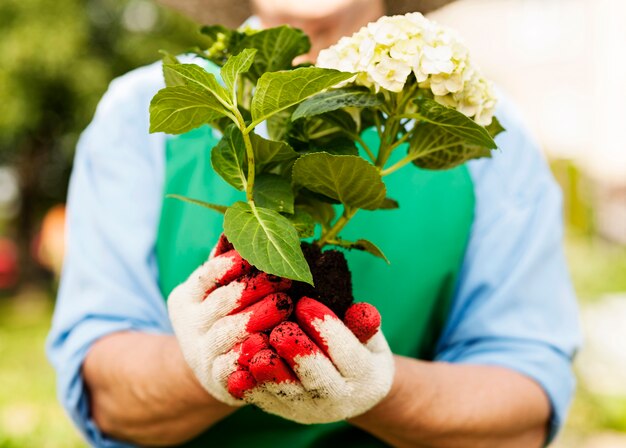 Woman holding hydrangea in hands