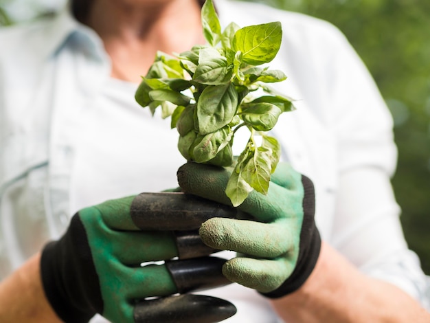 Free photo woman holding a little plant in her hands