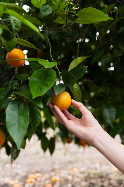 Free Photo woman holding an orange in her hand