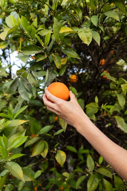 Free photo woman holding an orange in her hand