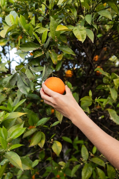 Woman holding an orange in her hand