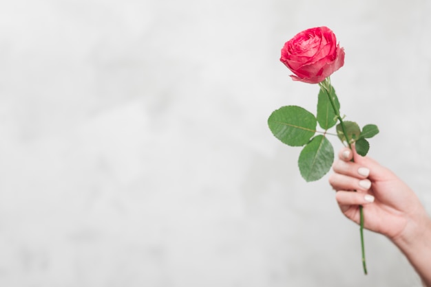 Woman holding pink rose