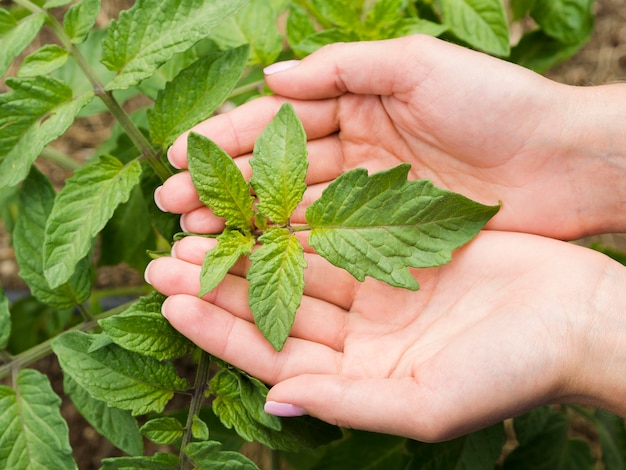 Free photo woman holding a plant in her hands