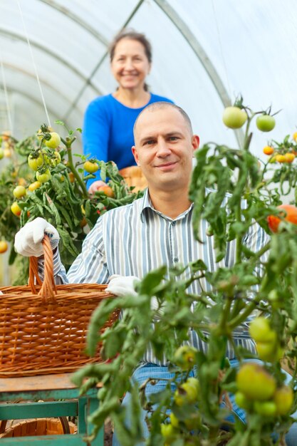 Woman and man picking tomato