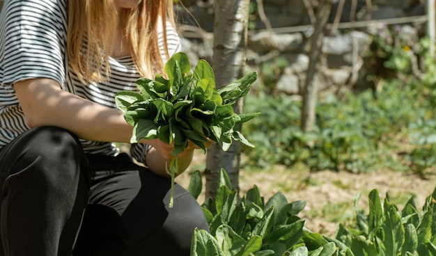 Woman picks lettuce leaves in the vegetable garden.