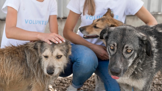 Free Photo woman playing with rescue dogs at shelter