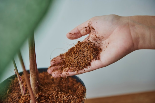 Free photo woman repotting a houseplant