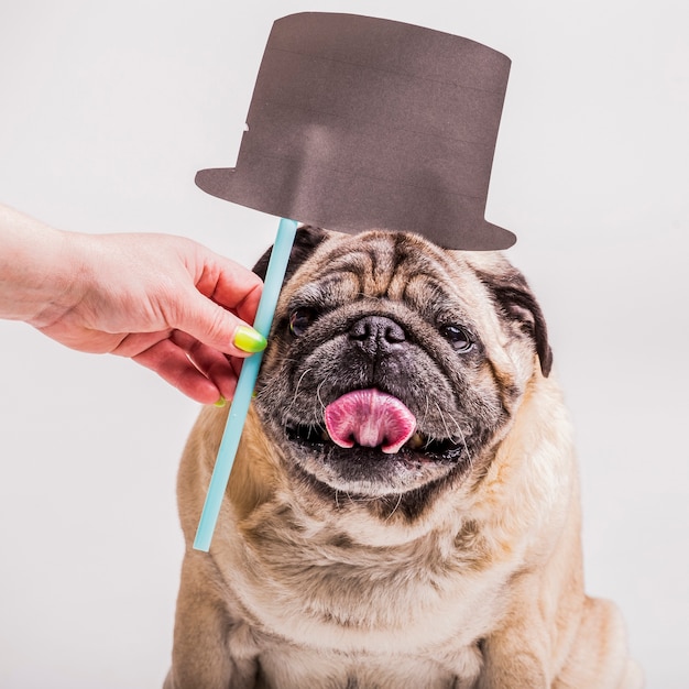 Free photo woman's hand holding hat prop over the pug dog's head