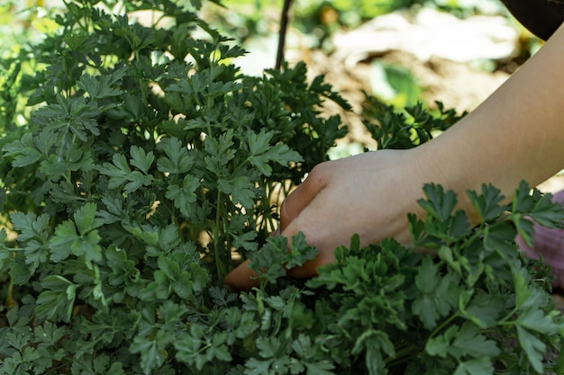 Free Photo a woman's hand picks parsley leaves in the garden.