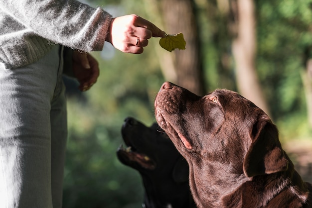 Free photo woman's hand showing leaf to her two labradors in park