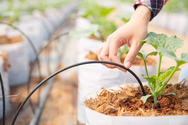 Woman science Assistant, Agricultural Officer. in greenhouse farm research melon 