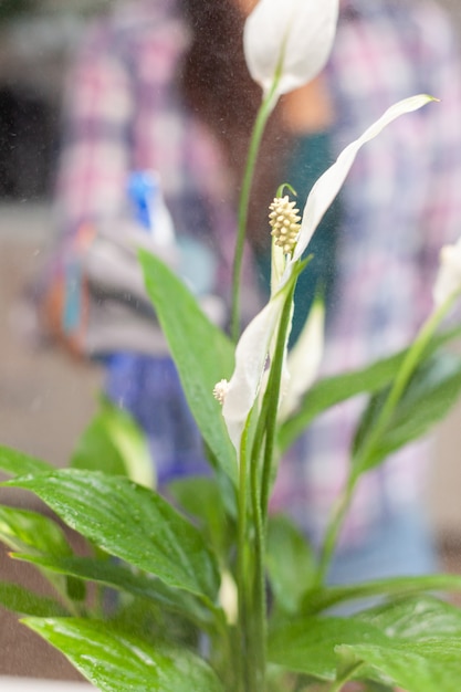 Woman taking care of flowers in home kitchen while gardening