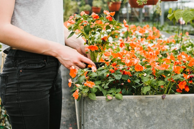 Free photo woman taking a plant out